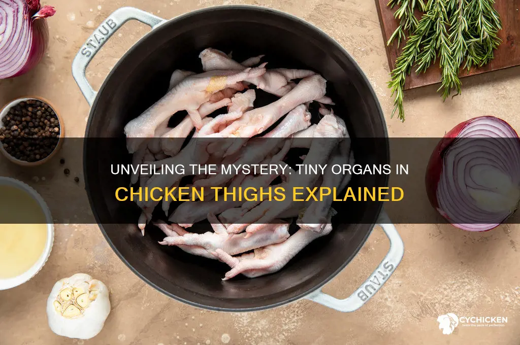 what are those little organs in a chicken thigh