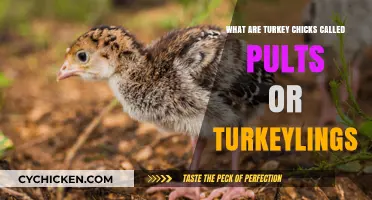 Pults or Turkeylings: Unraveling the Mystery of Turkey Chick Names