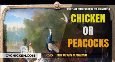 Turkey's True Cousins: Chicken or Peacock?