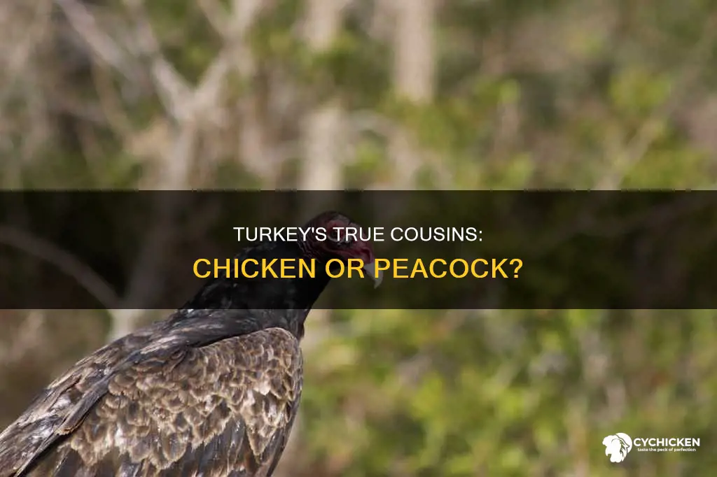 what are turkeys related to more a chicken or peacocks