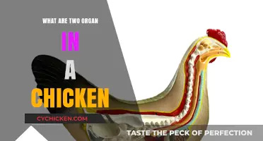 Discovering the Chicken's Vital Organs: A Look Inside Poultry Anatomy