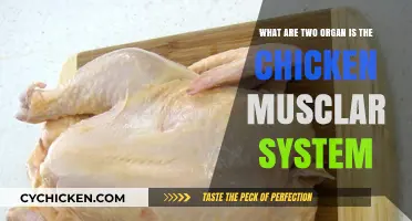 Chicken Muscular System: Two Key Organs