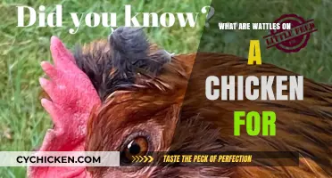 Understanding Wattles: Their Purpose and Function in Chickens Explained