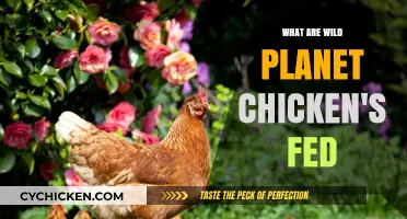 Wild Planet Chicken Feed: Uncovering Their Natural Diet and Nutrition