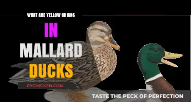 Understanding Yellow Chicks in Mallard Duck Broods: Facts and Insights