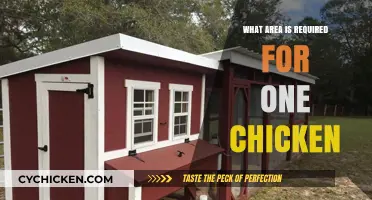 Space Requirements for Raising a Single Chicken: A Comprehensive Guide
