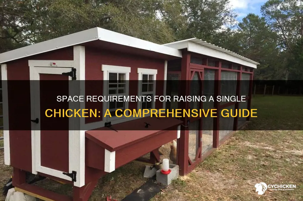 what area is required for one chicken
