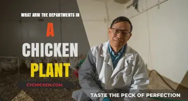 Exploring the Key Departments in a Chicken Processing Plant