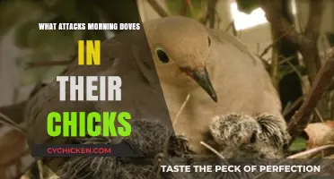 Predators Threatening Morning Dove Chicks: Understanding the Risks and Protection