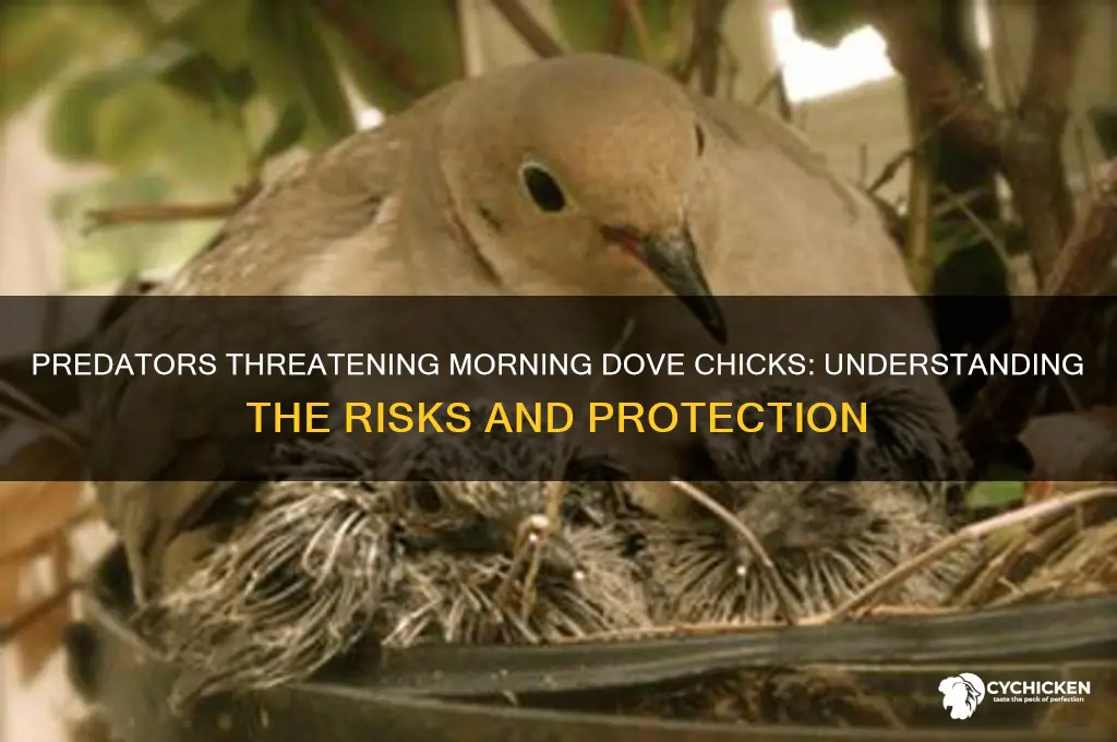 what attacks morning doves in their chicks