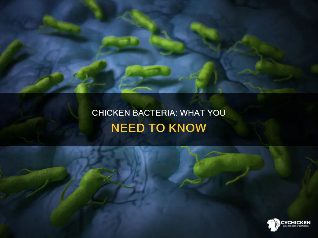 what bacteria are associated with chicken ask karenask karen