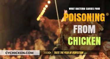 Uncovering the Culprit: Bacteria in Chicken That Triggers Food Poisoning