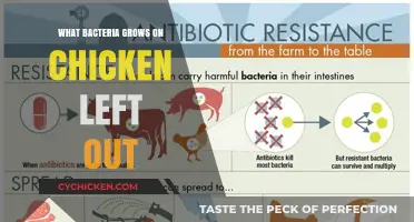 Unseen Dangers: Bacteria Thriving on Chicken Left Unrefrigerated Overnight