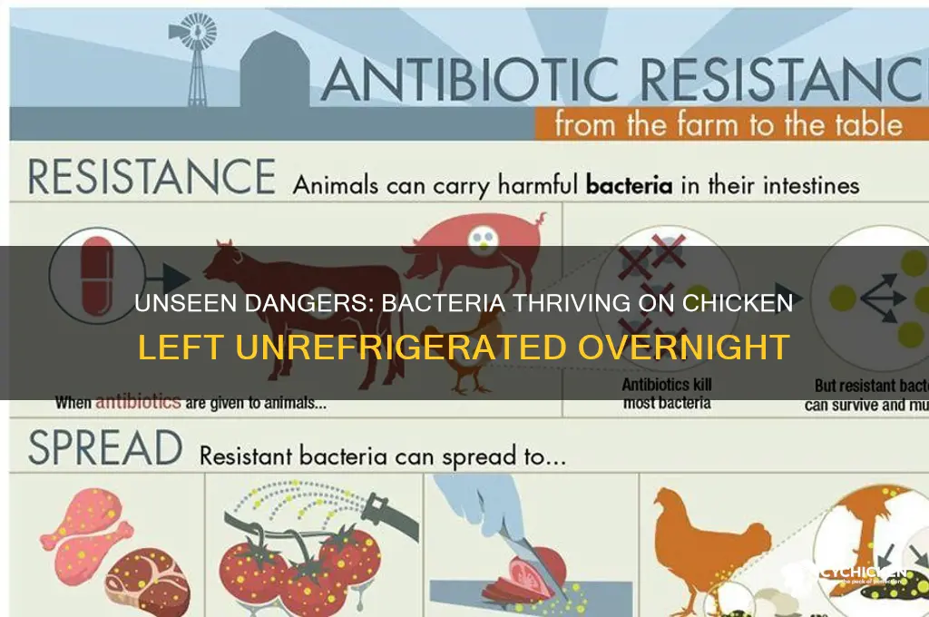 what bacteria grows on chicken left out