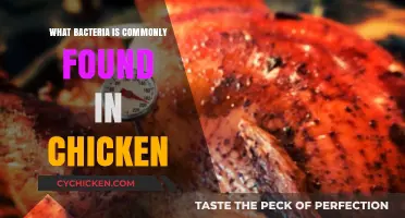 Common Bacteria in Chicken: Risks, Prevention, and Safe Handling Tips