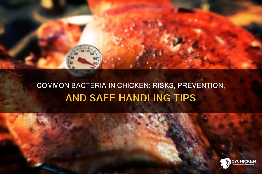 what bacteria is commonly found in chicken