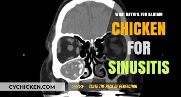 Treating Bantam Chicken Sinusitis with Baytril: A Comprehensive Guide