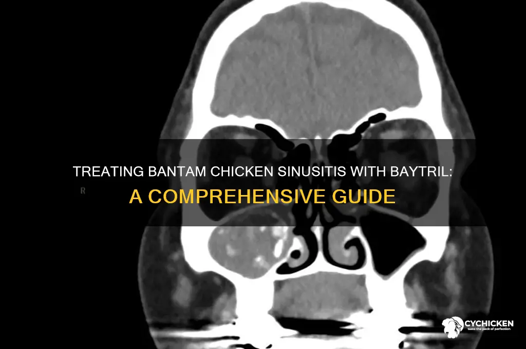 what baytril for bantam chicken for sinusitis