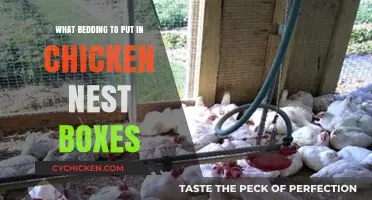 Best Bedding Options for Chicken Nest Boxes: Comfort and Cleanliness Tips