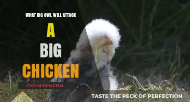 Predatory Owls: Can Large Species Threaten Adult Chickens?