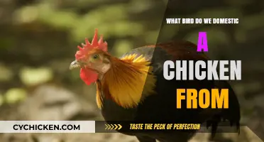 Unveiling the Wild Ancestor: The Red Junglefowl Behind Domestic Chickens