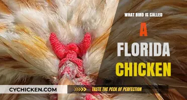 What Bird is Called a Florida Chicken? Unveiling the Mystery