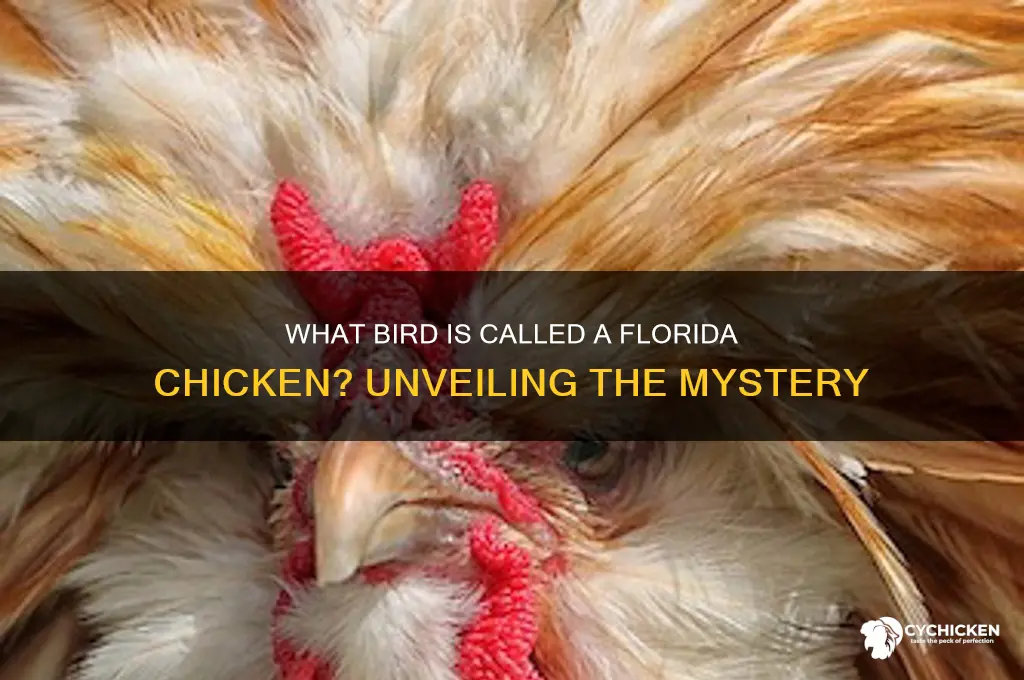 what bird is called a florida chicken
