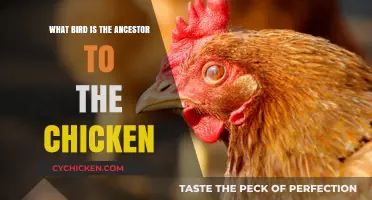 Unveiling the Ancient Roots: The Wild Bird Ancestor of Chickens