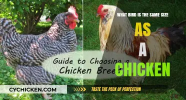 Big Birds: Which Species Rival the Chicken's Size?