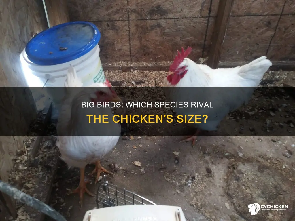 what bird is the same size as a chicken