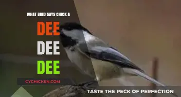 Chick-a-Dee-Dee-Dee: Unveiling the Bird Behind the Catchy Call
