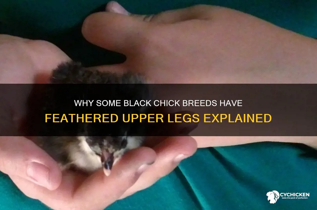 what black chick has feathers on upper legs