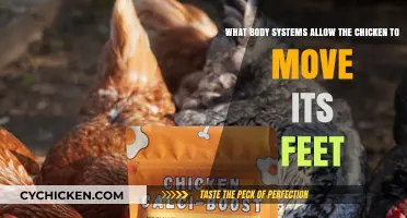 How Chickens Move: Understanding Their Body Systems