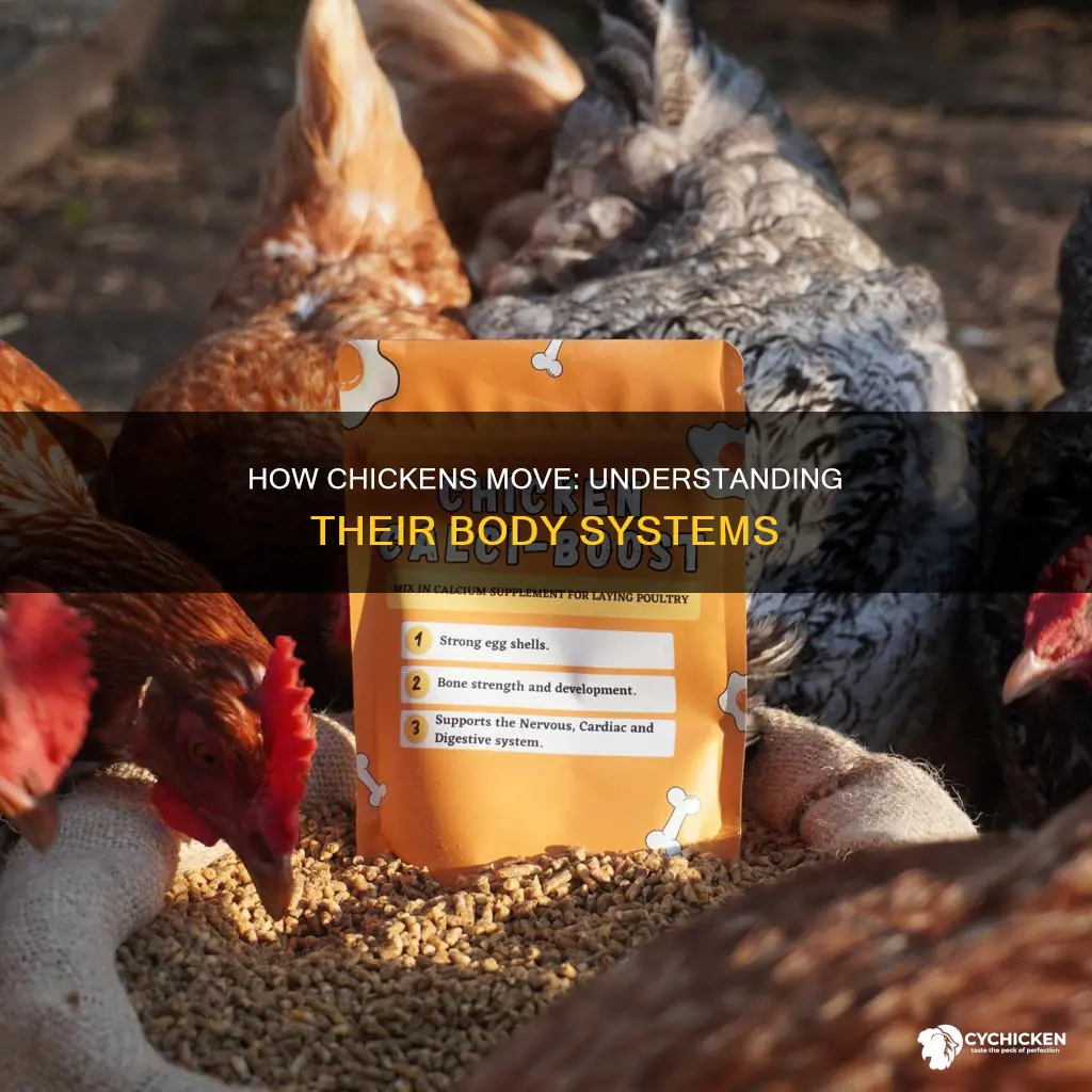 what body systems allow the chicken to move its feet