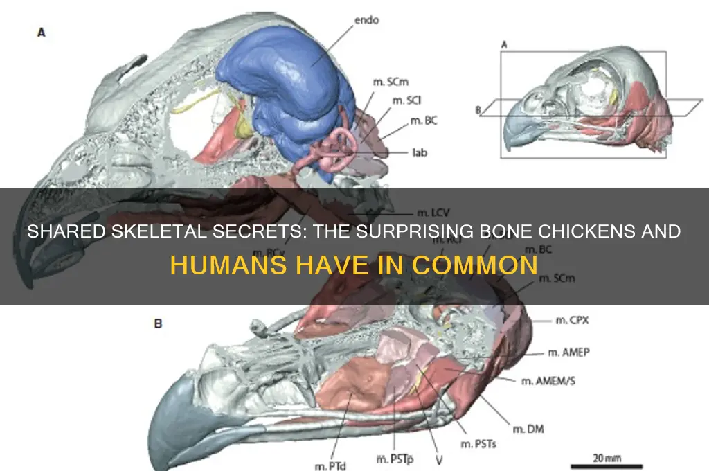 what bone do chicken and people both have