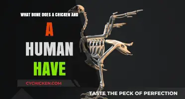 Chicken and Human Bone: What's the Commonality?