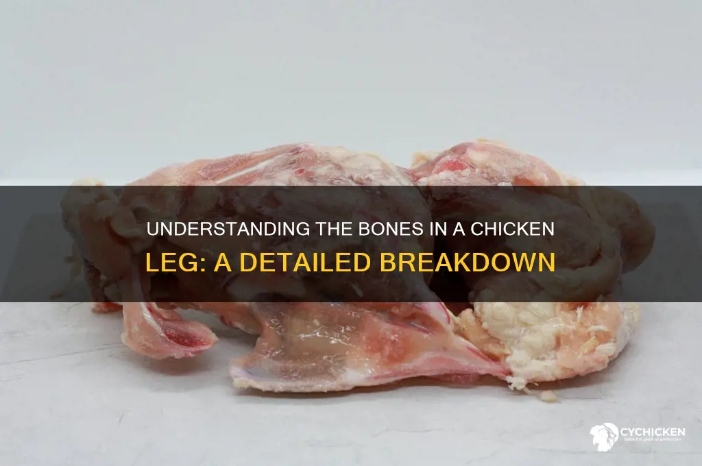 what bones are in a chicken leg