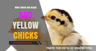 Unveiling the Breed: Black and Yellow Chicks Explained