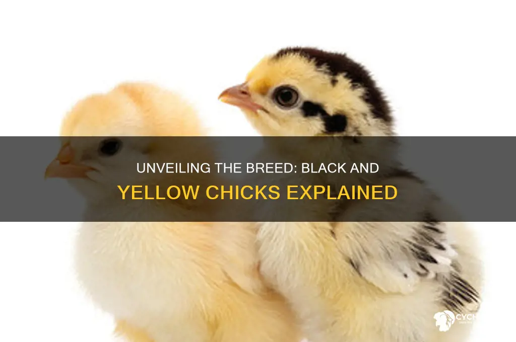 what breed are black and yellow chicks