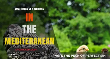 Mediterranean Chicken Breeds: Exploring the Region's Unique Poultry Varieties