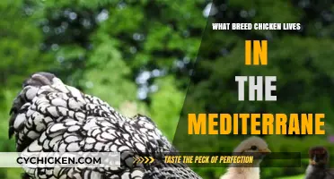 Mediterranean Chicken Breeds: Discovering the Region's Unique Poultry Varieties