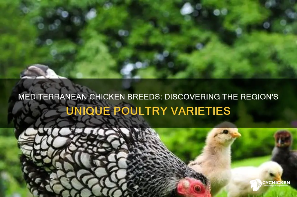 what breed chicken lives in the mediterranean