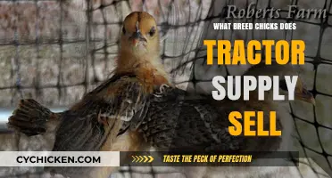 Tractor Supply's Chick Breeds: A Guide to Their Popular Varieties