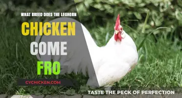 Unveiling the Italian Origins of the Leghorn Chicken Breed