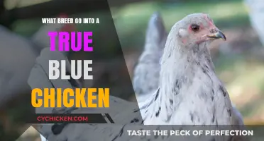 Unveiling the Breeds Behind the True Blue Chicken's Unique Hue