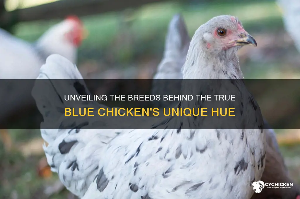 what breed go into a true blue chicken