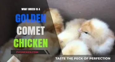 Golden Comet Chicken Breed: Characteristics, Care, and Egg-Laying Abilities