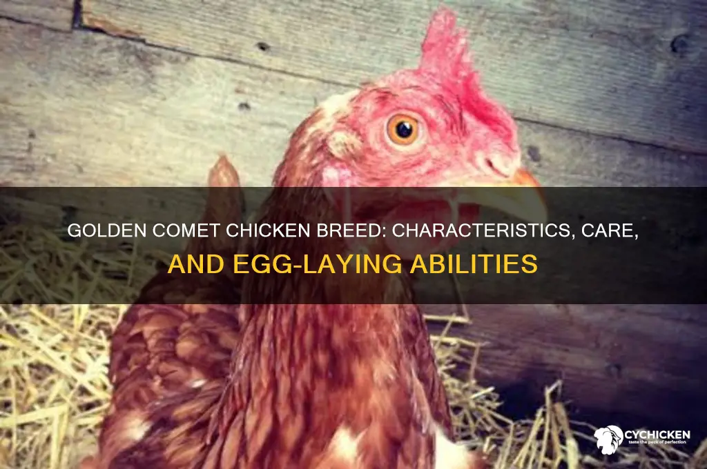 what breed is a golden comet chicken