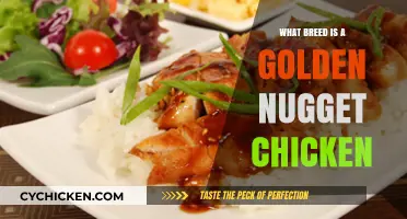 Golden Nugget Chicken Breed: Unveiling the Unique Characteristics and Origins