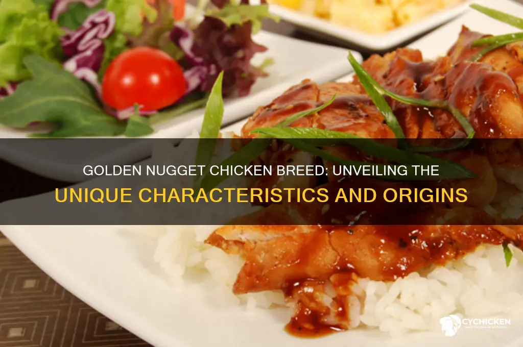 what breed is a golden nugget chicken